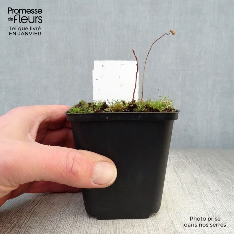 Example of Sanguisorba tenuifolia Alba Kweekpotje van 8/9 cm as you get in hiver