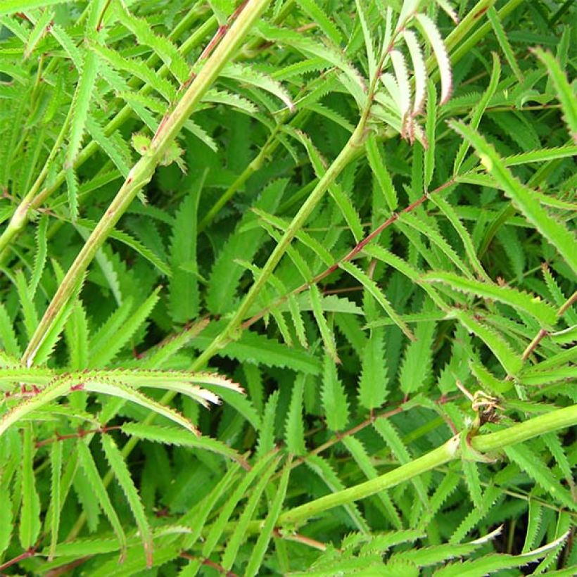 Sanguisorba tenuifolia Pink Elephant - Grote pimpernel (Foliage)