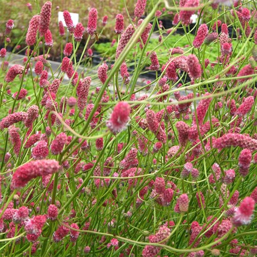 Sanguisorba tenuifolia Pink Elephant - Grote pimpernel (Flowering)