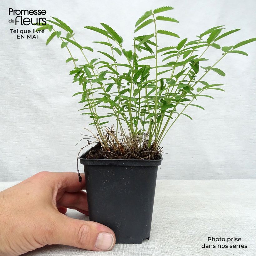 Exemplaar van Sanguisorba tenuifolia Pink Elephant - Grote pimpernel Kweekpotje van 8/9 cm zoals geleverd in de lente