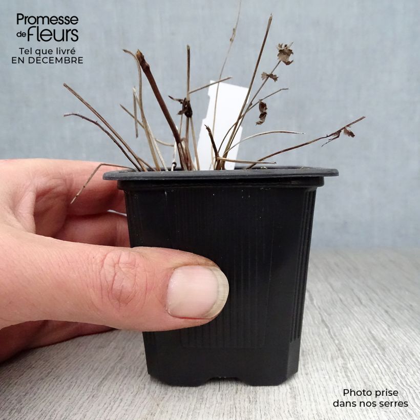 Example of Sanguisorba tenuifolia Pink Elephant - Pimprenelle à fines feuilles Kweekpotje van 8/9 cm as you get in hiver