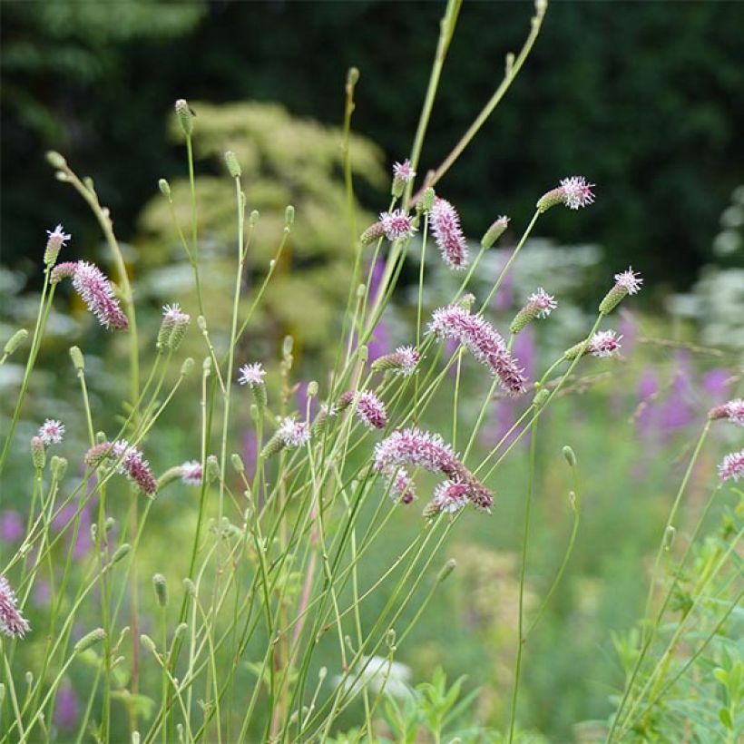 Sanguisorba tenuifolia var. purpurea - Grote pimpernel (Bloei)