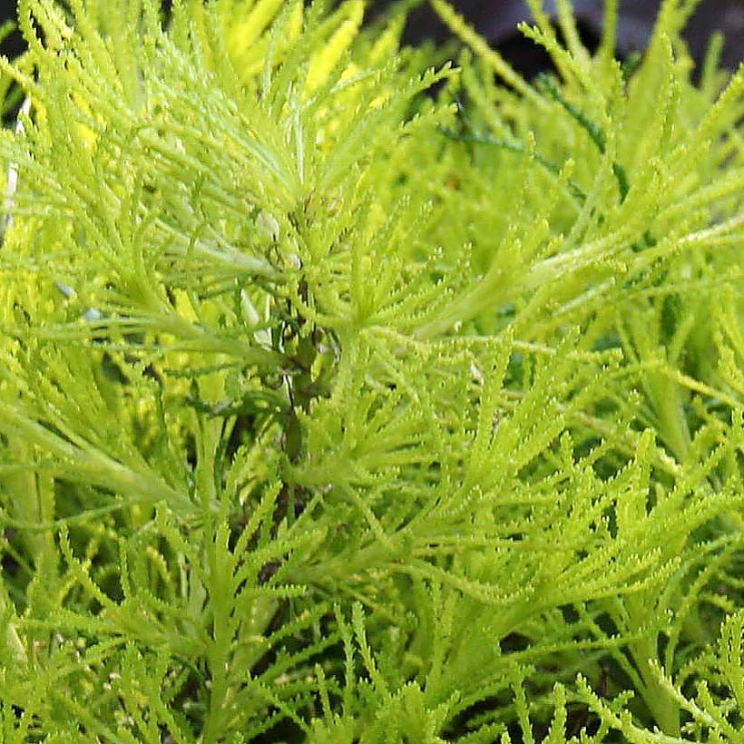 Santoline Lemon Fizz - Heiligenbloem (Foliage)