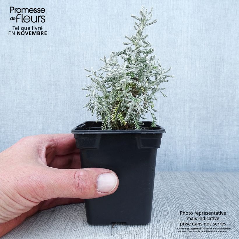 Exemplaar van Santolina chamaecyparissus - Heiligenbloem Kweekpotje van 7/8 cm zoals geleverd in de herfst