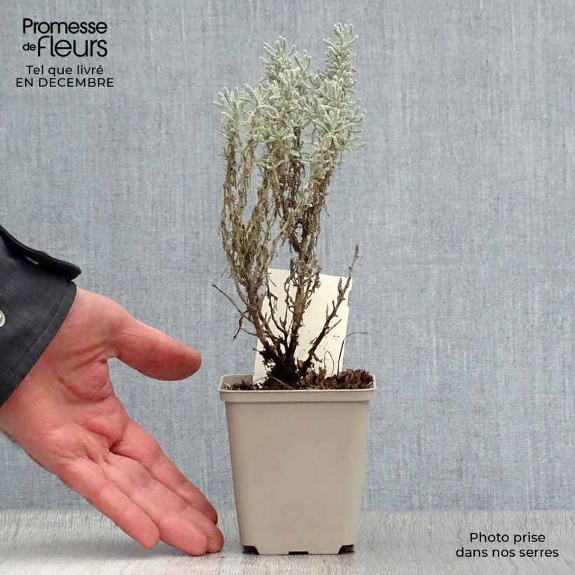 Example of Santolina chamaecyparissus - Santoline argentée   Kweekpotje van 7/8 cm as you get in hiver