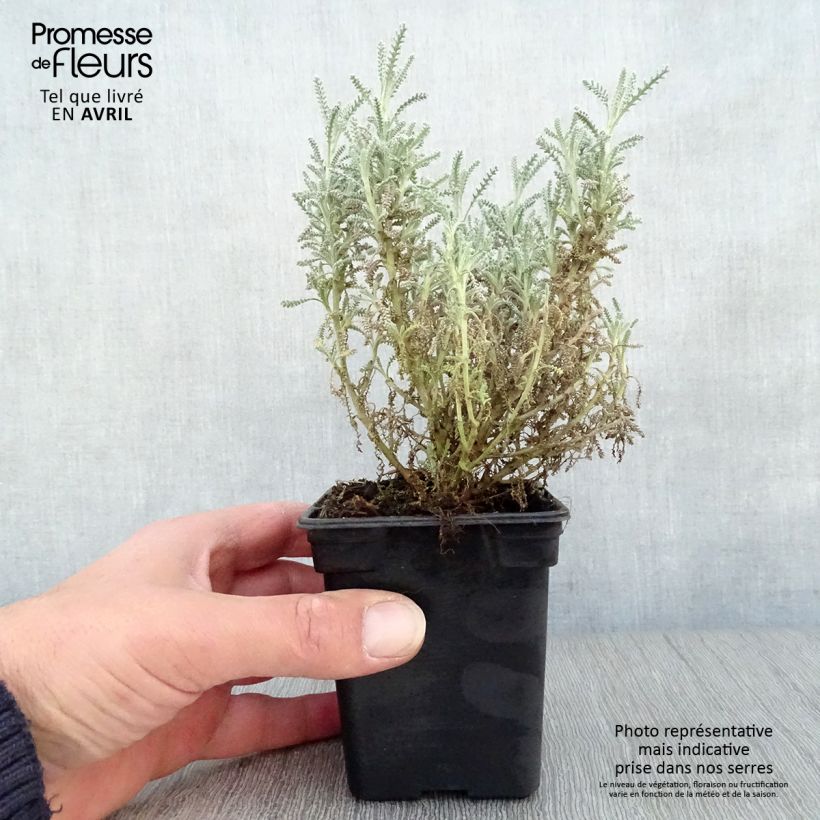 Exemplaar van Santolina chamaecyparissus - Heiligenbloem Kweekpotje van 7/8 cm zoals geleverd in de lente