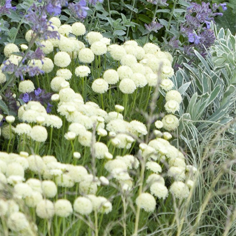 Santolina pinnata subsp neapolitana Edward Bowles - Heiligenbloem (Flowering)