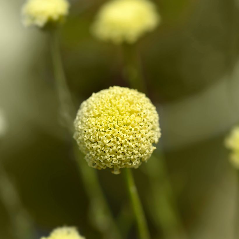 Santolina rosmarinifolia - Heiligenbloem (Bloei)