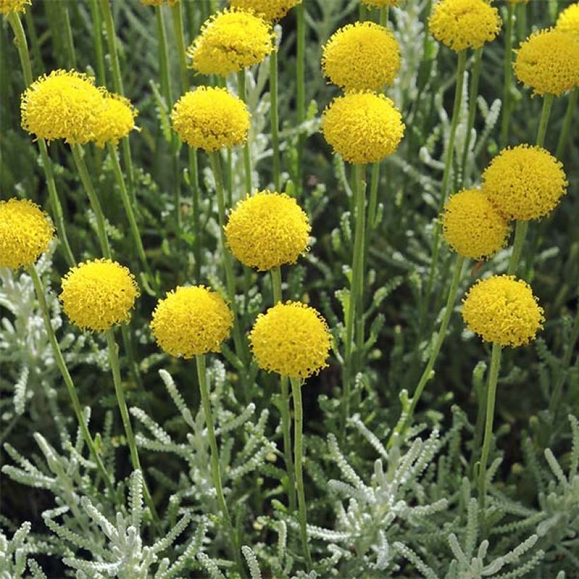 Santolina serratifolia - Heiligenbloem (Flowering)