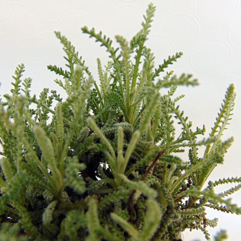 Santolina serratifolia - Heiligenbloem (Foliage)