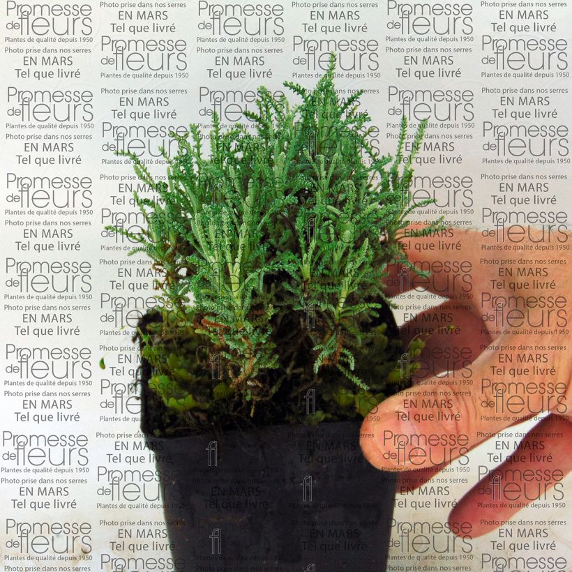 Example of Santolina serratifolia - Santoline Kweekpotje van 8/9 cm as you get