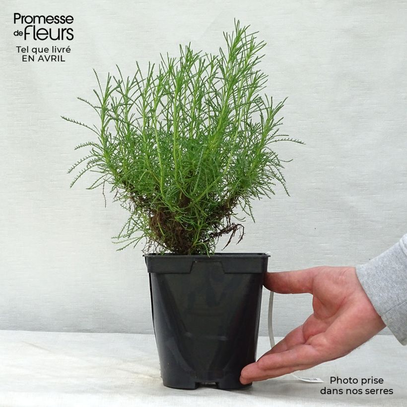 Exemplaar van Santolina virens - Heiligenbloem Pot van 1,5 l/2 l zoals geleverd in de lente