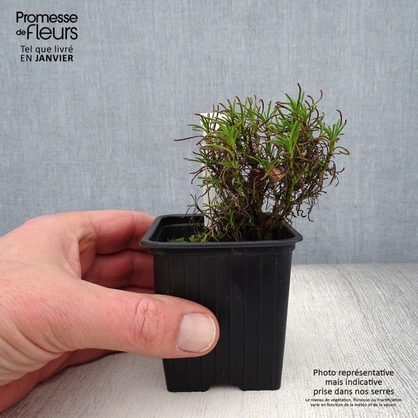 Example of Santolina virens - Heiligenbloem Kweekpotje van 8/9 cm as you get in hiver