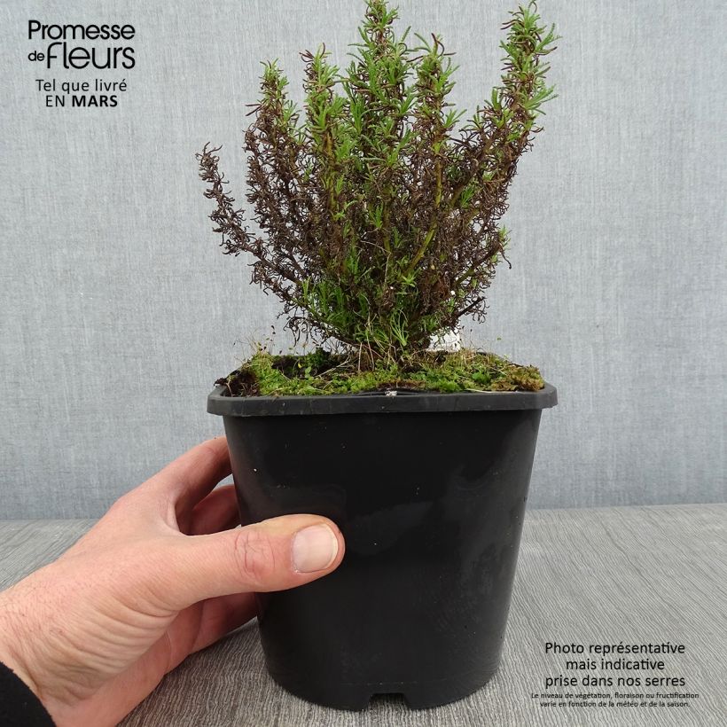 Example of Santolina virens - Heiligenbloem Pot van 1,5 l/2 l as you get in hiver