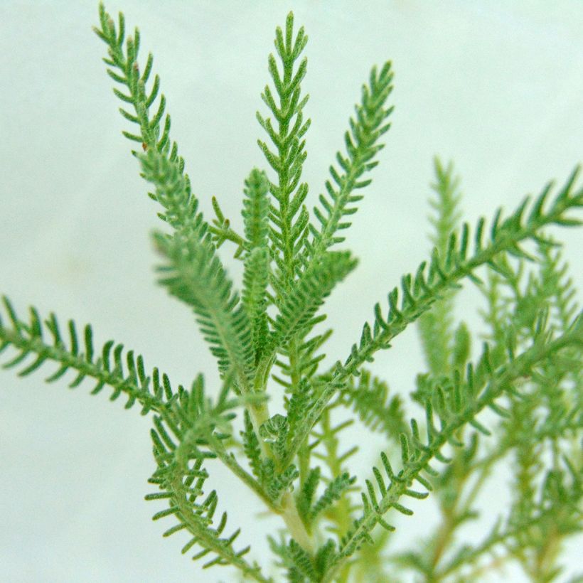 Santolina pinnata subsp neapolitana Edward Bowles - Heiligenbloem (Foliage)