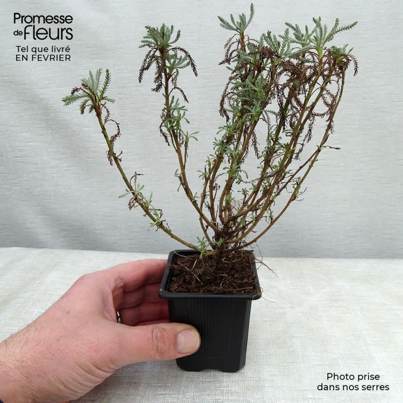 Example of Santoline Edward Bowles - Santolina pinnata subsp neapolitana Kweekpotje van 8/9 cm as you get in hiver