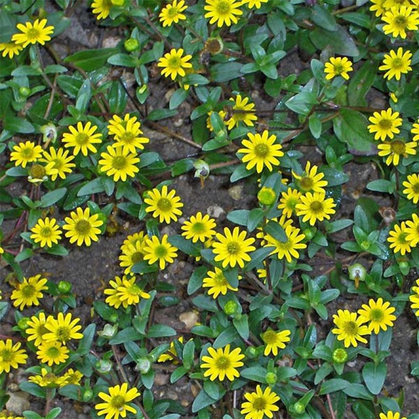 Sanvitalia Aztekengold - Huzarenknoop (Flowering)