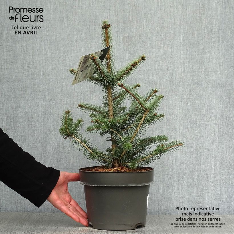 Example of Sapin bleu - Picea pungens Blue Diamond Pot van 4 l/5 l as you get in printemps