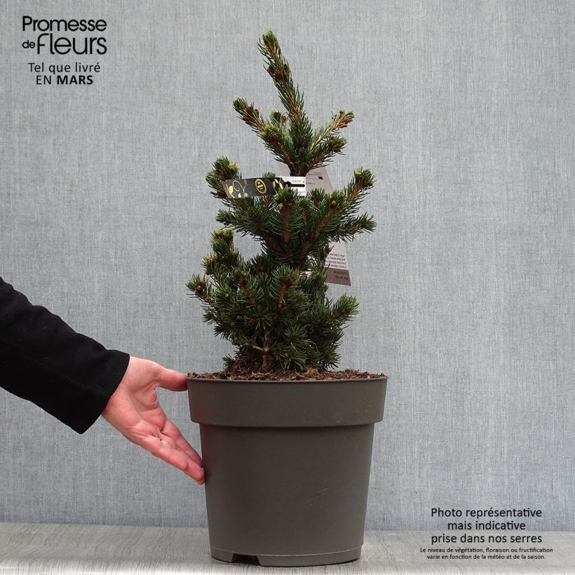 Exemplaar van Picea pungens Lucky Strike - Blauwe spar Pot van 3 l/4 l zoals geleverd in de lente