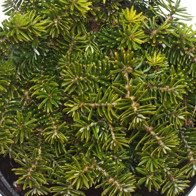 Abies koreana Brillant - Koreaanse zilverspar (Foliage)