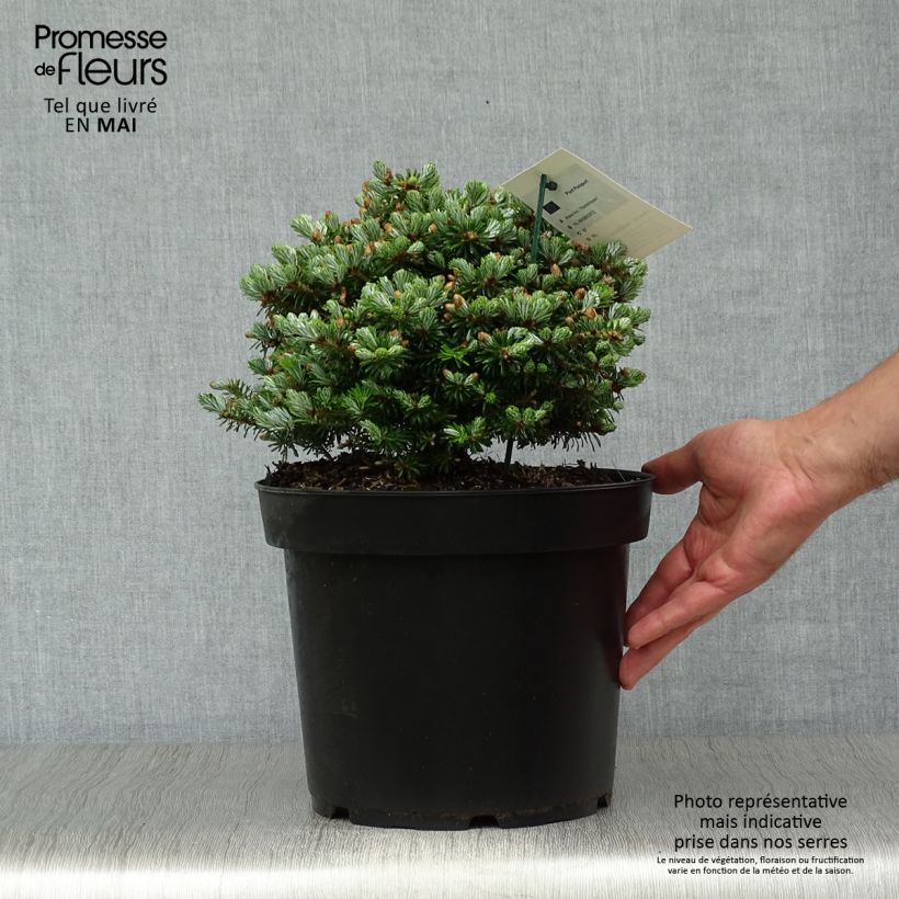 Exemplaar van Abies koreana Nadelkissen - Koreaanse zilverspar Pot van 7,5 l/10 l zoals geleverd in de lente