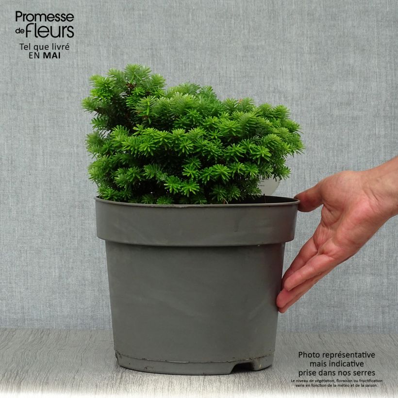 Example of Sapin de Corée nain - Abies koreana Cis Pot van 7,5 l/10 l as you get in printemps