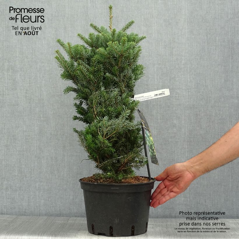 Exemplaar van Abies koreana Molli - Koreaanse zilverspar Pot van 4 l/5 l zoals geleverd in de zomer