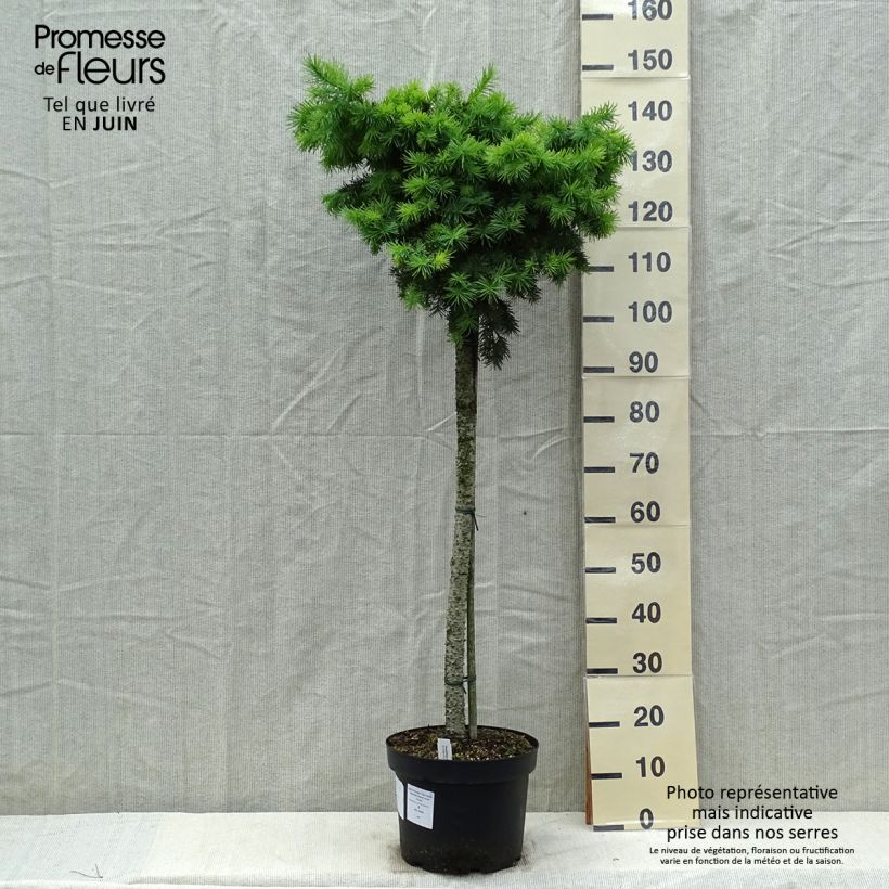 Exemplaar van Pseudotsuga menziesii Fletcheri - Douglasspar Pot van 7,5 l/10 l, Stengel zoals geleverd in de lente
