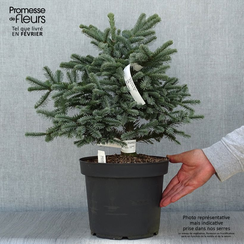 Exemplaar van Abies procera Bizzarro - Edelspar Pot van 7,5 l/10 l zoals geleverd in de herfst