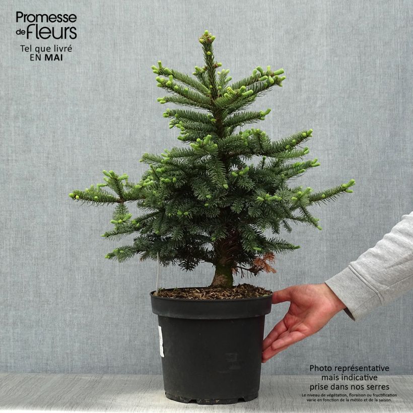 Exemplaar van Abies procera Bizzarro - Edelspar Pot van 7,5 l/10 l zoals geleverd in de lente