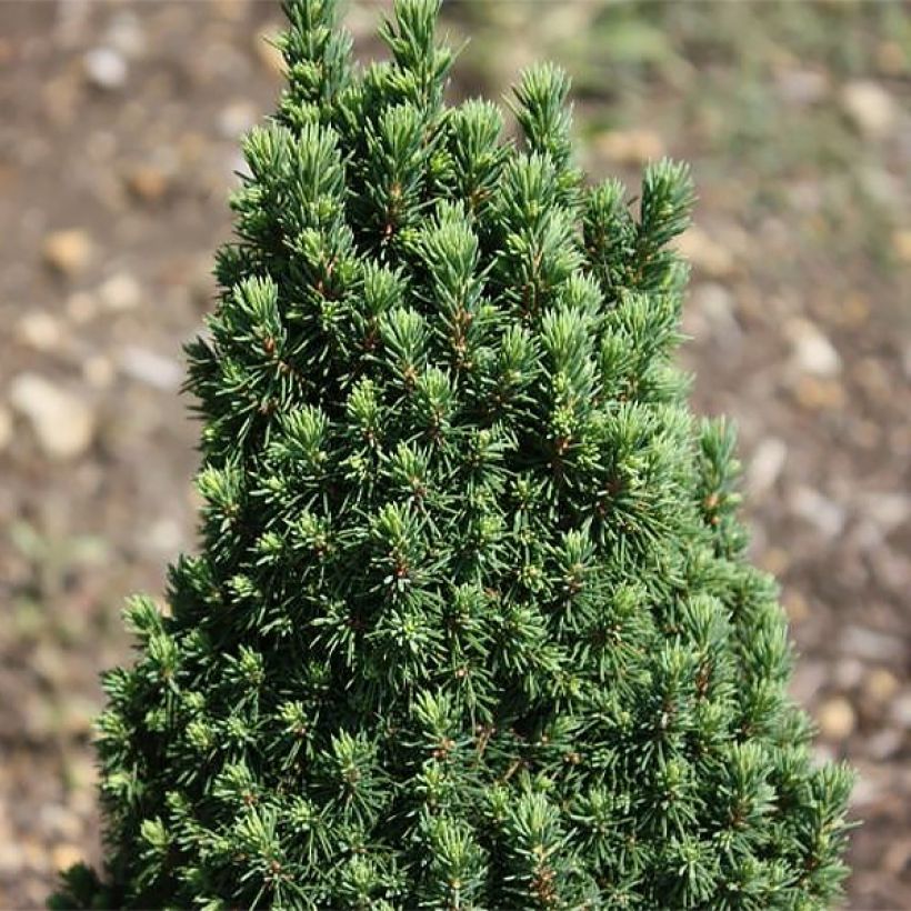 Picea glauca Piccolo - Witte spar (Foliage)