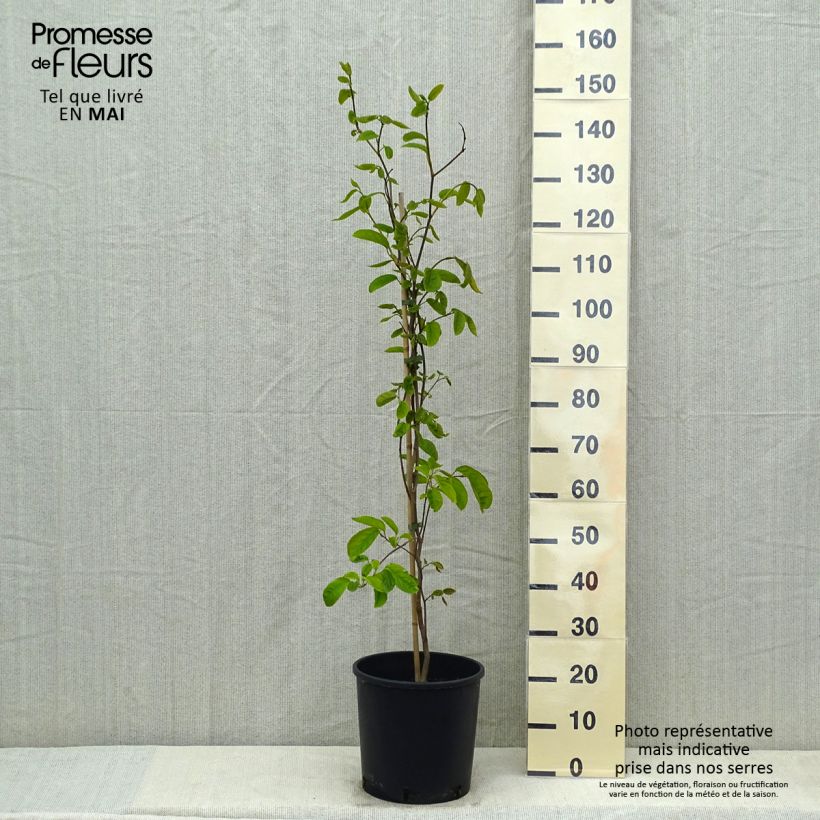 Exemplaar van Sapium japonicum - Neoshirakia japonica Pot van 12 l/15 l zoals geleverd in de lente