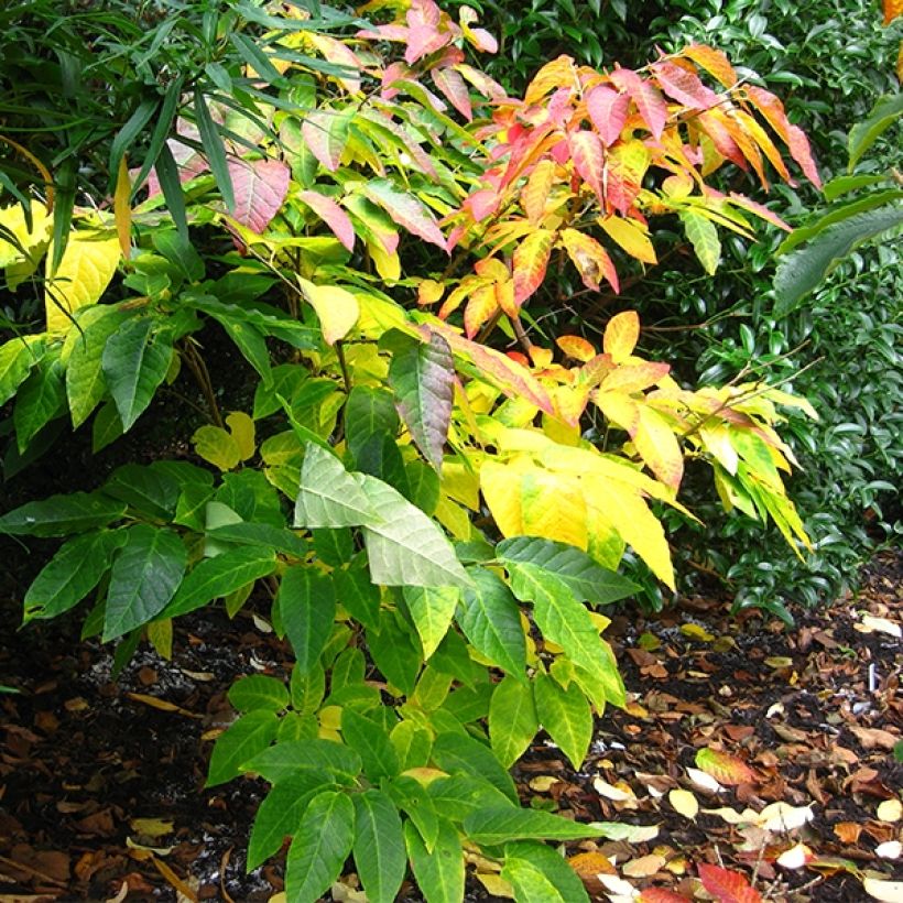 Sapium japonicum - Neoshirakia japonica (Plant habit)