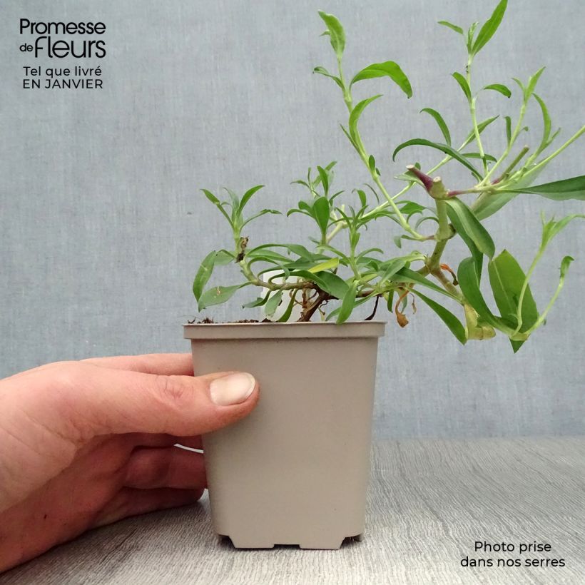 Example of Saponaire Max Frei Kweekpotje van 8/9 cm as you get in hiver