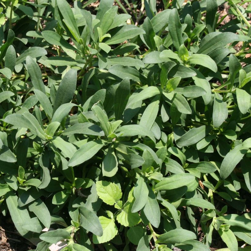 Saponaria Max Frei - Zeepkruid (Foliage)