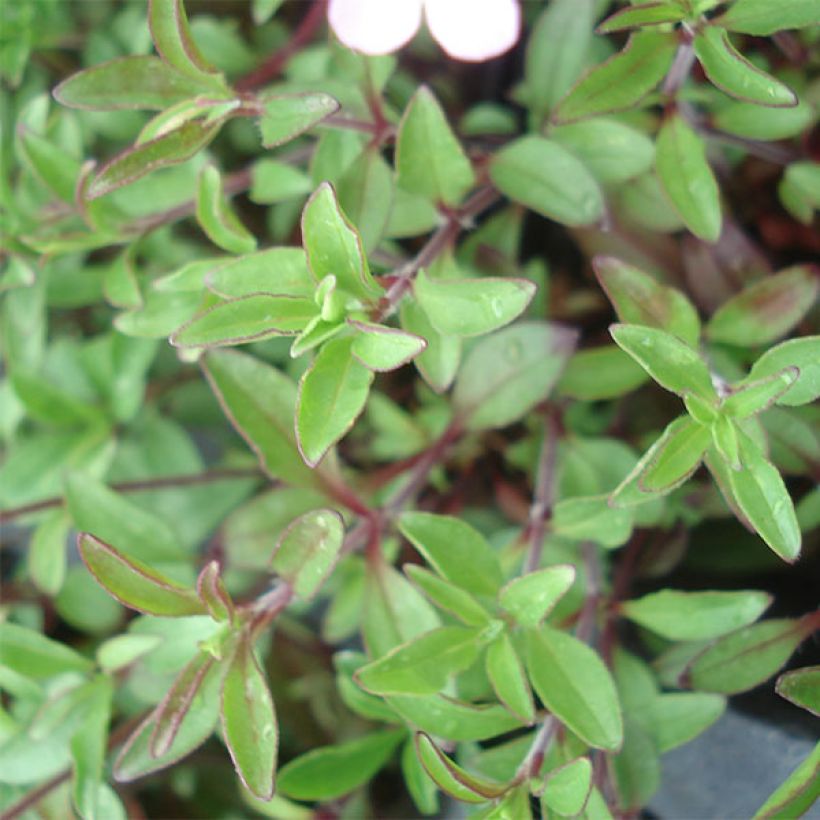 Saponaria ocymoides - Zeepkruid (Foliage)