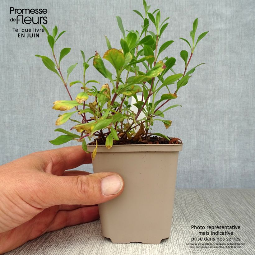 Exemplaar van Saponaria ocymoides - Zeepkruid Kweekpotje van 8/9 cm zoals geleverd in de zomer