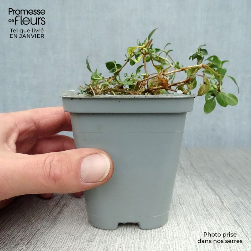 Example of Saponaria ocymoides - Saponaire de Montpellier Kweekpotje van 8/9 cm as you get in hiver