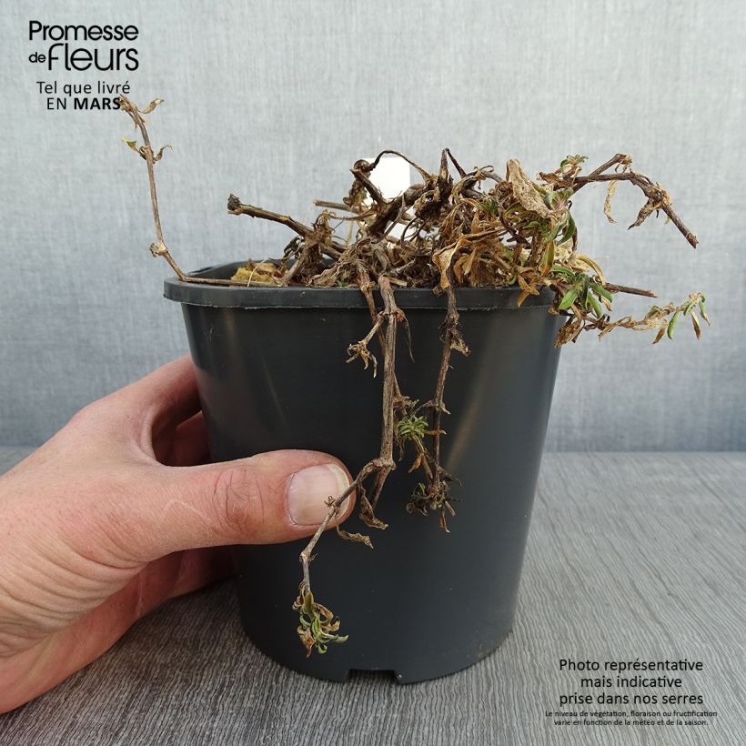 Example of Saponaria ocymoides - Saponaire de Montpellier Pot van 2 l/3 l as you get in hiver