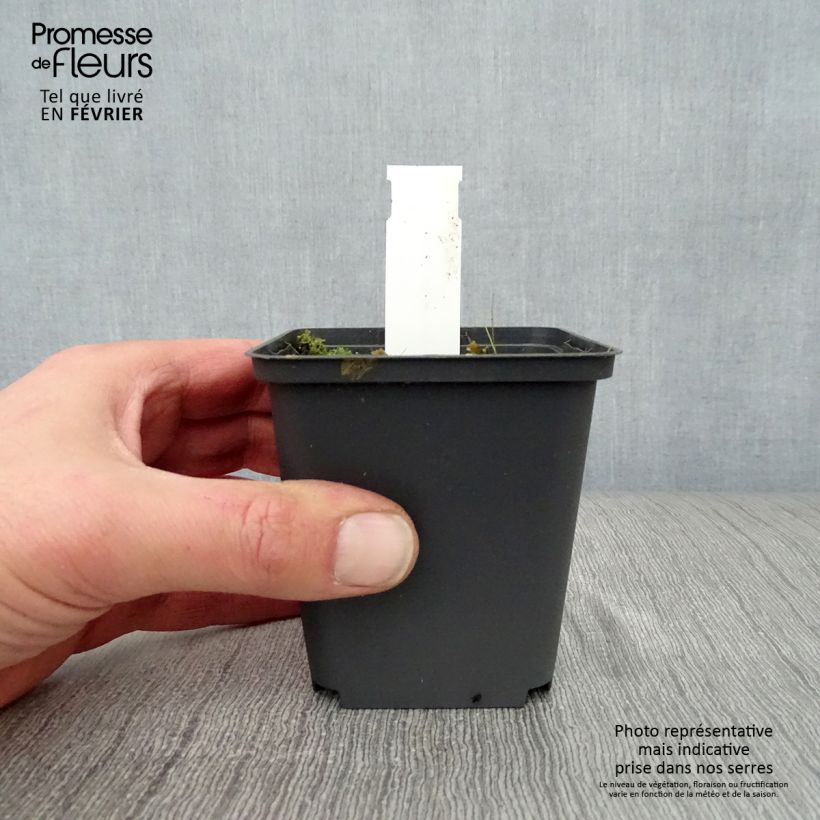 Example of Saponaria officinalis Alba Plena - Zeepkruid wit dubbel Kweekpotje van 8/9 cm as you get in hiver