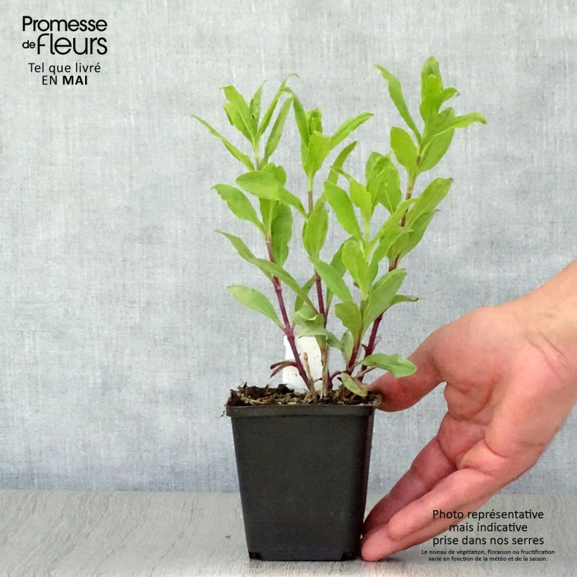 Exemplaar van Saponaria officinalis Alba Plena - Zeepkruid wit dubbel Kweekpotje van 8/9 cm zoals geleverd in de lente