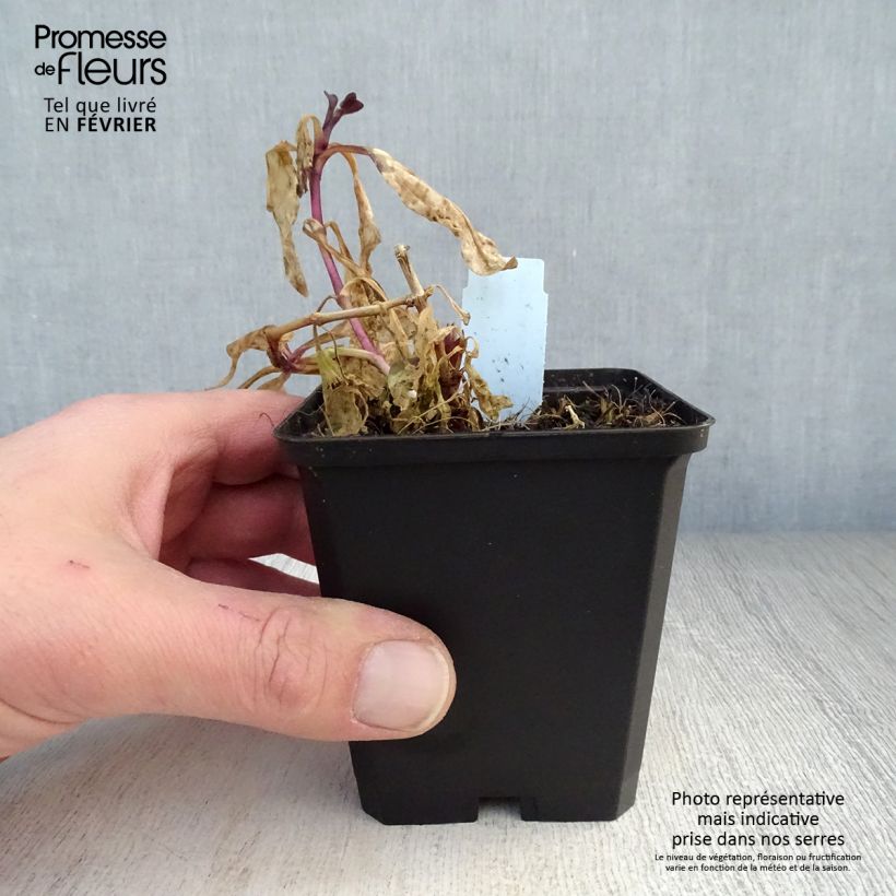 Example of Saponaria officinalis Rosea Plena - Saponaire officinale semi-double rose clair Kweekpotje van 8/9 cm as you get in hiver