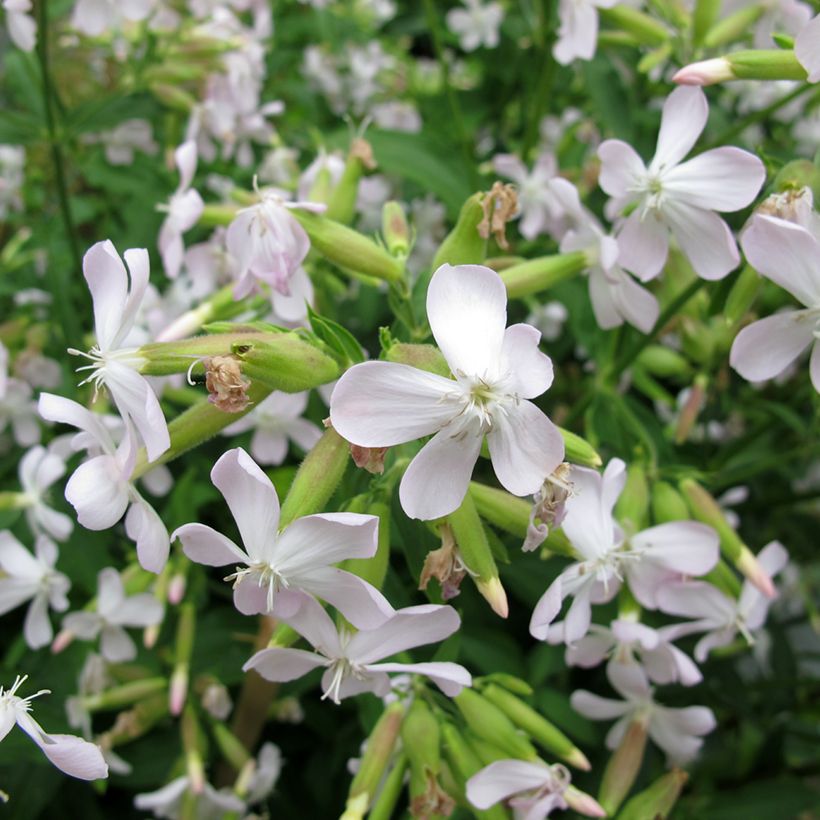 Saponaria officinalis - Zeepkruid (Bloei)