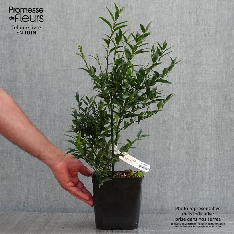 Exemplaar van Sarcococca Dragons Gate - Vleesbes Pot van 3 l/4 l zoals geleverd in de zomer