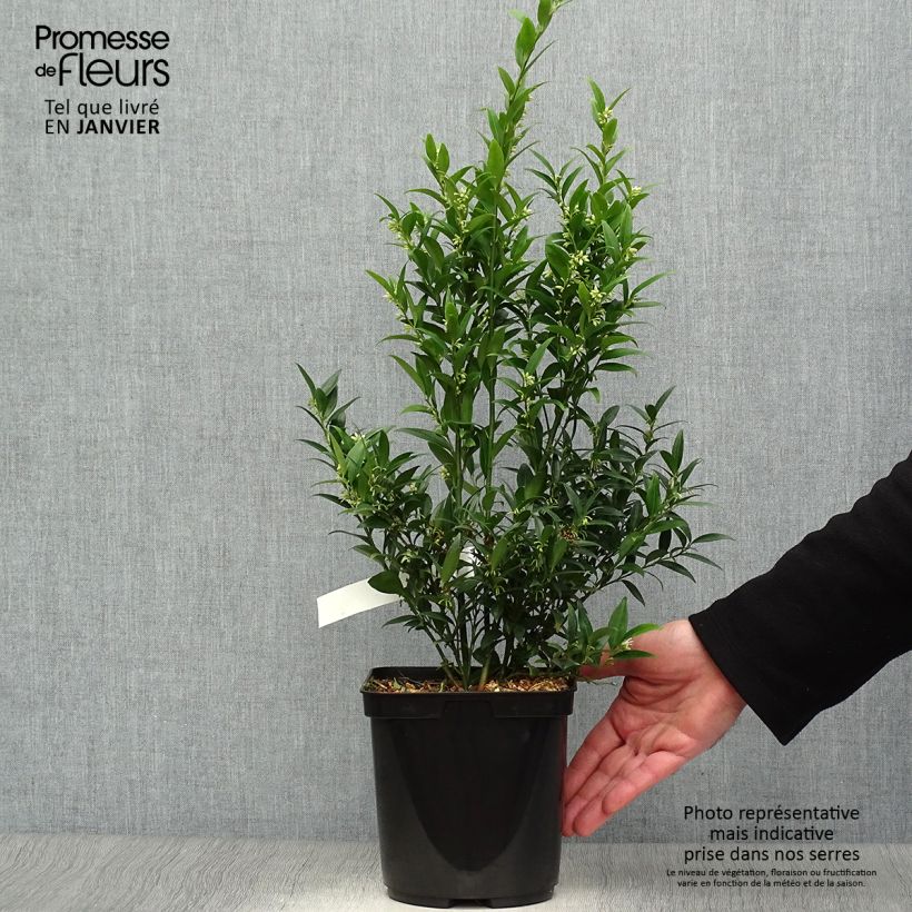 Example of Sarcococca Dragon's gate Pot van 3 l/4 l as you get in hiver