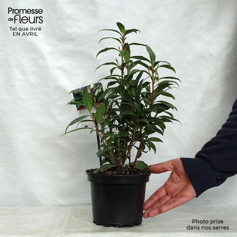 Exemplaar van Sarcococca Winter Gem - Vleesbes Pot van 2 l/3 l zoals geleverd in de lente