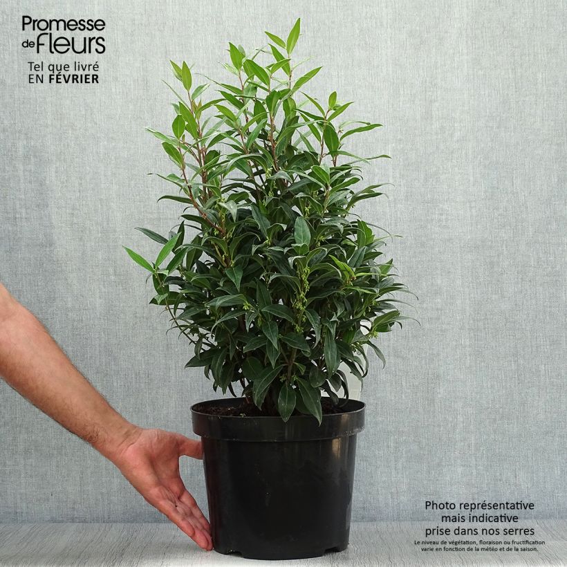 Exemplaar van Sarcococca Winter Gem - Vleesbes Pot van 6 l/7 l zoals geleverd in de herfst