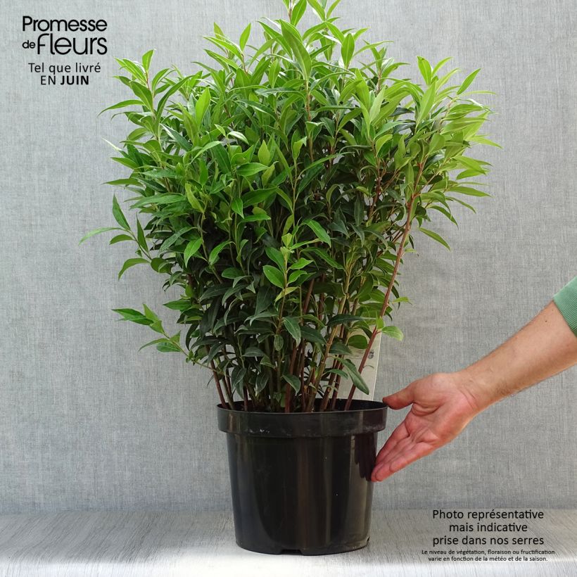 Exemplaar van Sarcococca Winter Gem - Vleesbes Pot van 6 l/7 l zoals geleverd in de zomer