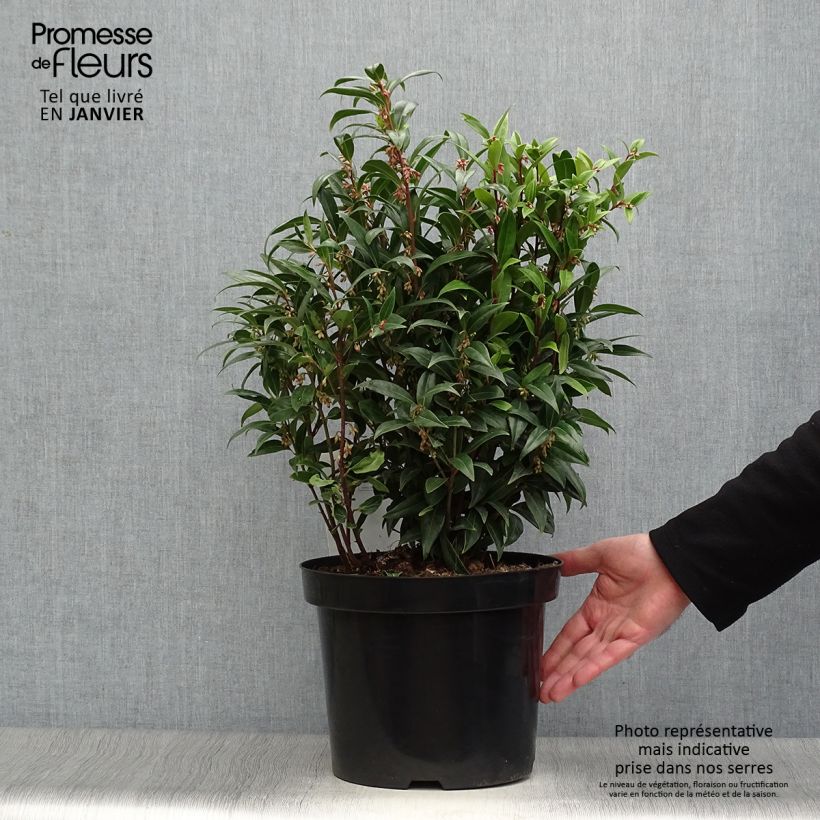 Example of Sarcococca Winter Gem - Vleesbes Pot van 7,5 l/10 l as you get in hiver