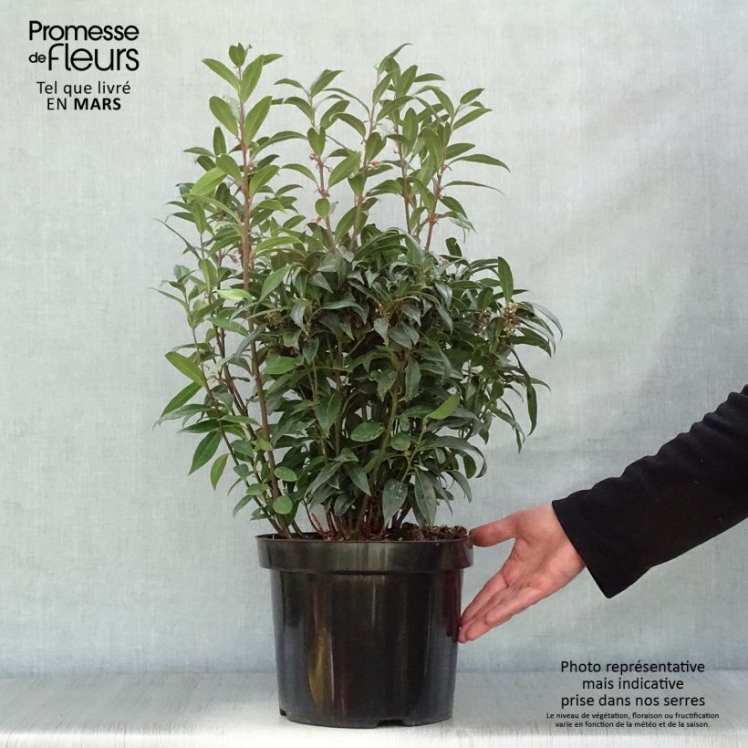 Exemplaar van Sarcococca Winter Gem - Vleesbes Pot van 7,5 l/10 l zoals geleverd in de lente